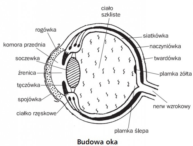Wyjaśnij W Jaki Sposób łzy Ochraniają Narząd Wzroku Budowa oka. Ciało szkliste, siatkówka, naczyniówka, twardówka, plamka